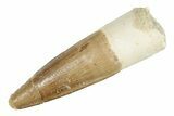 Real Fossil Spinosaurus Tooth - Beautiful Preservation #264825-1
